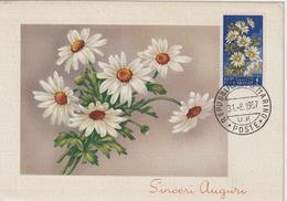 Saint Marin Carte Maximum Fleurs 1957 Marguerites 427 - Cartas & Documentos