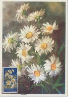 Saint Marin Carte Maximum Fleurs 1957 Marguerites 427 - Brieven En Documenten