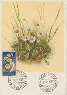 Saint Marin Carte Maximum Fleurs 1957 Marguerites 427 - Brieven En Documenten