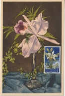 Saint Marin Carte Maximum Fleurs 1957 Orchidées 430 - Storia Postale