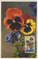 Saint Marin Carte Maximum Fleurs 1957 Pensées 433 - Storia Postale