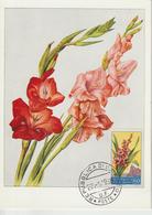 Saint Marin Carte Maximum Fleurs 1957 Glaieuls 434 - Brieven En Documenten