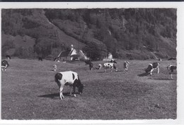 Broc - Chapelle Notre-Dame Des Marches Et Vaches Au Pâturage - Chapelle