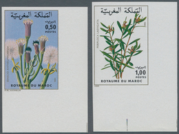 Thematik: Flora, Botanik / Flora, Botany, Bloom: 1980, MOROCCO: Flowers Set Of Two 0.50dh. 'Senecio - Otros & Sin Clasificación