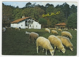 {37763} 40 Landes Sabres , Ecomusée De La Grande Lande " Marquèze ", Maison " Le Mineur " , Brebis De Race Landaise - Sabres