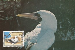 Nouvelle Calédonie - Carte Maximum - Oiseaux - Sula Dactylatra - Maximumkarten