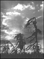 1955  Berekméri Zoltán (1923-1988): Őszi Szél, Feliratozott Fotóművészeti Alkotás, 40×30 Cm - Otros & Sin Clasificación