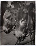 Szőllősy Kálmán (1887-1976): Sad Donkeys, Pecséttel Jelzett, Feliratozott Fotó, Sarkain Kis Törésnyomok, 38×30 Cm - Otros & Sin Clasificación