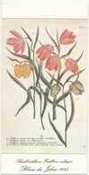 ** Sakktábla-virág - 1993. év Virága. Kinyitható Modern Képeslap / Schachbrettblume Fritillaria Meleagris. Blume Des Jah - Unclassified