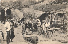 ** T2 Ceylon, Branding Cattle, Folklore - Sonstige & Ohne Zuordnung