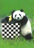 CHESS * SPORT * GIANT PANDA * BEAR * ANIMAL *  Caissa CCC 0140 * Hungary - Echecs