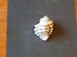 MAROCCO 45 Mm. - Seashells & Snail-shells