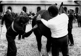 HENNEBONT  *** LES CHEVAUX *** HARAS - Hennebont