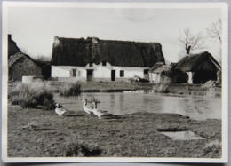 Breca (Loire-Atlantique), En Grande Brière - Saint-Lyphard