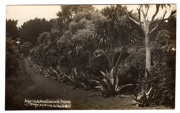 Post Card Photo Photography C.J. King St Mary Isles Of  Scilly Algeria And New Zealand Tresco G 40 - Scilly Isles