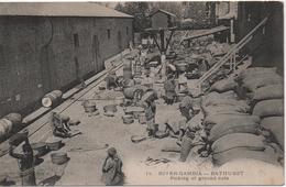 RIVER GAMBIA   BATHURST  PICKING OF GROUND NUTS - Gambie