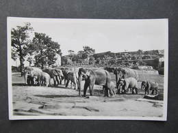 AK HAMBURG Stellingen ZOO Tiergarten Elephants Elefenten///  D*41743 - Stellingen
