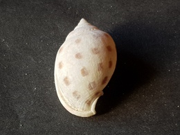 FILIPPINE 45mm. - Seashells & Snail-shells