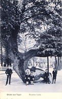GRUSS AUS TEGEL / BERLIN : KRUMME LINDE / THE CROOKED LINDEN TREE / LE TILLEUL TORDU ~ 1905 - '910 (ad794) - Tegel