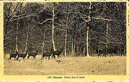 CPSM - Belgique - Nassogne - Biches Dans La Forêt - Nassogne