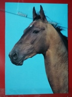 KOV 505-5 - CHEVAL, HORSE, , - Horses