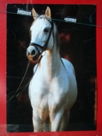 KOV 505-6 - HORSE, CHEVAL - Horses