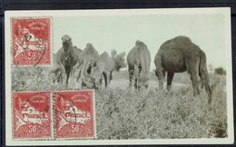 Algérie - Curiosité - Affr. Mosquée De La Pècherie 1,50 F Sur Photo En Guise De Carte Postale De Bel-Abbès Pour Bloem.. - Cartas & Documentos