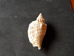 FILIPPINE 50mm. - Seashells & Snail-shells