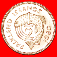 : FISH (1974-1983): FALKLAND ISLANDS ★ 1/2 PENNY 1980! MINT LUSTER! LOW START★NO RESERVE! - Falkland Islands