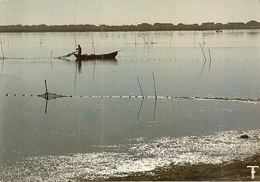 34. CPM. Hérault. Languedoc. Mauguio. Etang De Maugio. Scène De Pêche (animée) - Mauguio