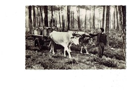 Cpm - Les Beaux Sites Landais - Attelage De Boeufs - N° 105 Delhorbe - Transport Tonneaux - Attelages