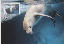 Australian Antarctic Territory 2018 Crabeater Seal,Crabeater Seal Diving, Maximum Card - Tarjetas – Máxima