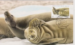 Australian Antarctic Territory 2018 Crabeater Seal,Group Of Seals, Maximum Card - Tarjetas – Máxima