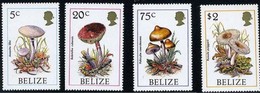 BELIZE -   CHAMPIGNONS : Amanita Lilloi - Boletus Cubensis - Psilocybe Caerulescens - Russula Puiggarii - Pilze