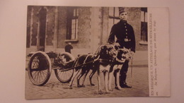 WWI 1914 EN BELGIQUE UN ATTELAGE DE MITRAILLEUSE  BELGIUM QUICKFIRING GUN DRAW BY DOGS VOITURE A CHIEN - Weltkrieg 1914-18