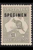 1923-24 £1 Grey Kangaroo, Overprinted "SPECIMEN", Large Part Gum, Shorter Perf At Top.. For More Images, Please Visit Ht - Andere & Zonder Classificatie