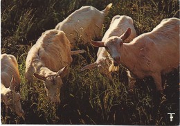 CEVENNES - Les Chèvres Aussi Curieuses Que Gourmandes - Rhône-Alpes