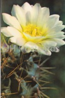 Gymnocalycium Gibbosum - Cactus - Flowers - 1974 - Russia USSR - Unused - Cactus