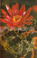 Spider Cactus - Gymnocalycium Baldianum - Cactus - Flowers - 1974 - Russia USSR - Unused - Cactusses