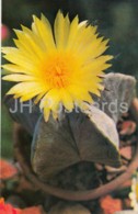 Bishop's Cap - Astrophytum Myriostigma - Cactus - Flowers - 1974 - Russia USSR - Unused - Cactusses