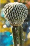 Pelecyphora Pseudopectinata - Cactus - Flowers - 1974 - Russia USSR - Unused - Cactusses