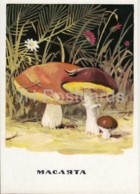 Suillus - Mushrooms - Illustration - 1971 - Russia USSR - Unused - Mushrooms