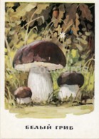 Penny Bun - Mushrooms - Illustration - 1971 - Russia USSR - Unused - Champignons