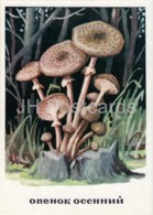 Honey Fungus - Armillaria Mellea - Mushrooms - Illustration - 1971 - Russia USSR - Unused - Mushrooms
