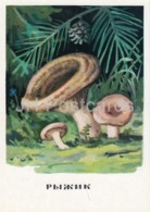 Saffron Milk Cap - Mushrooms - Illustration - 1971 - Russia USSR - Unused - Paddestoelen