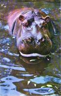 Hippopotamus In Water - Flusspferde