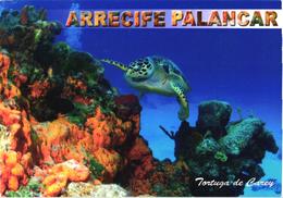 Mexico:Cozumel, Turtle Swimming - Schildpadden