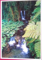 Akaka Falls State Park, Waterfalls - Big Island Of Hawaii