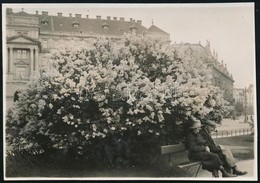 1929. Május 15. Kinszki Imre (1901-1945) Budapesti Fotóművész Hagyatékából Jelzés Nélküli, De A Szerző által Feliratozot - Sonstige & Ohne Zuordnung