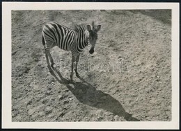 Cca 1932 Kinszki Imre (1901-1945) Budapesti Fotóművész Hagyatékából Jelzés Nélküli Vintage Fotó (Zebra), 4,4x6 Cm - Sonstige & Ohne Zuordnung